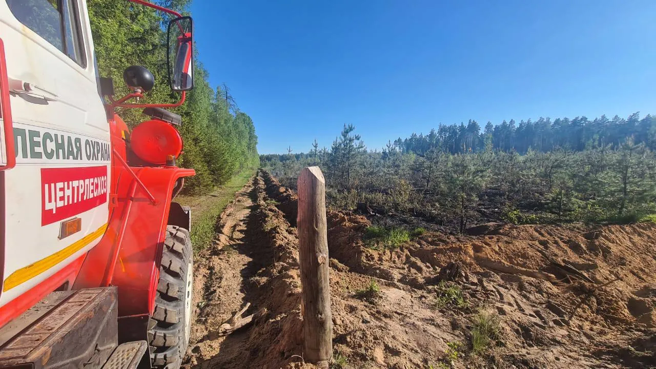 Фото: Комитет лесного хозяйства МО