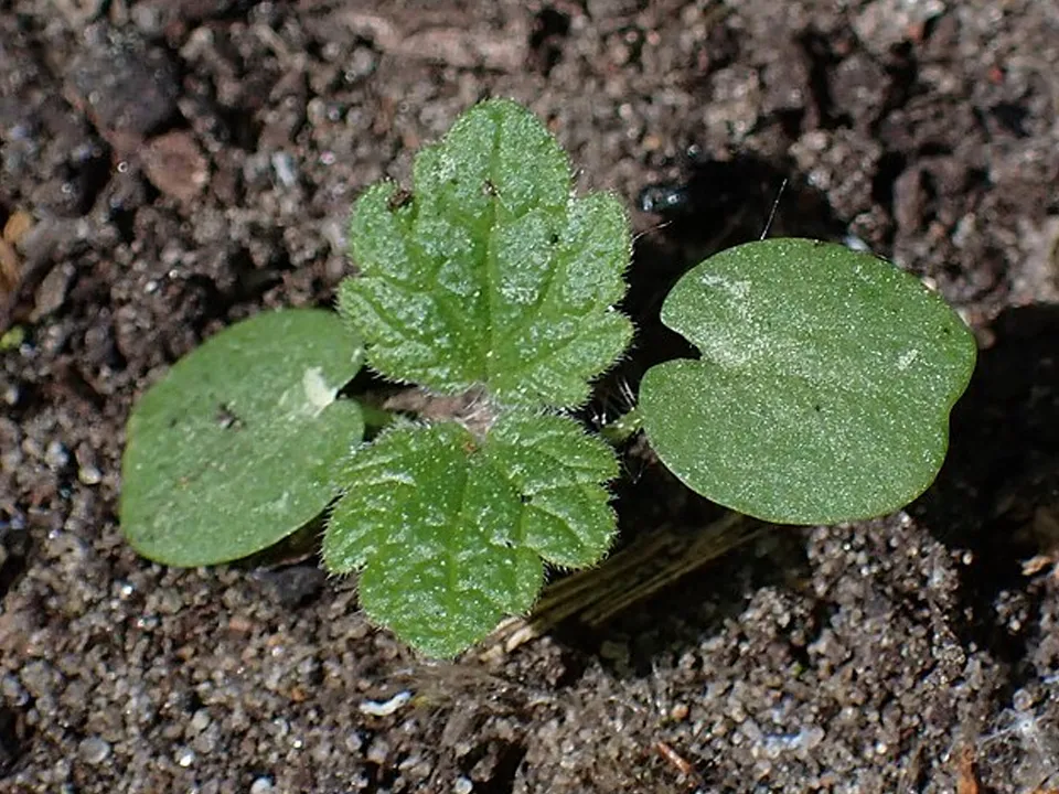 Фото: commons.wikimedia/Krzysztof Ziarnek