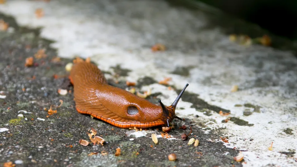 Фото: freepik.com