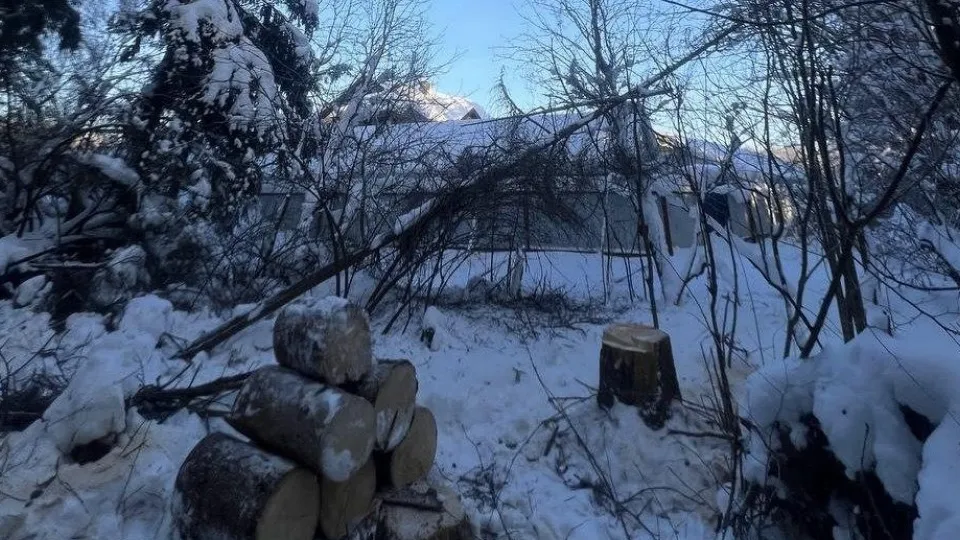 Фото: Комитет лесного хозяйства Московской области