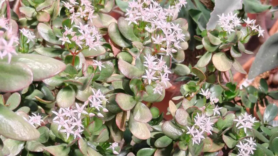 пресс-служба  ботанического сада МГУ «Аптекарский огород»