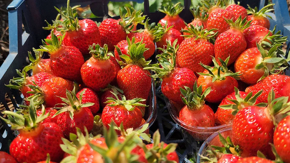 Фото: МедиаБанк Подмосковья/Юлия Скавронова