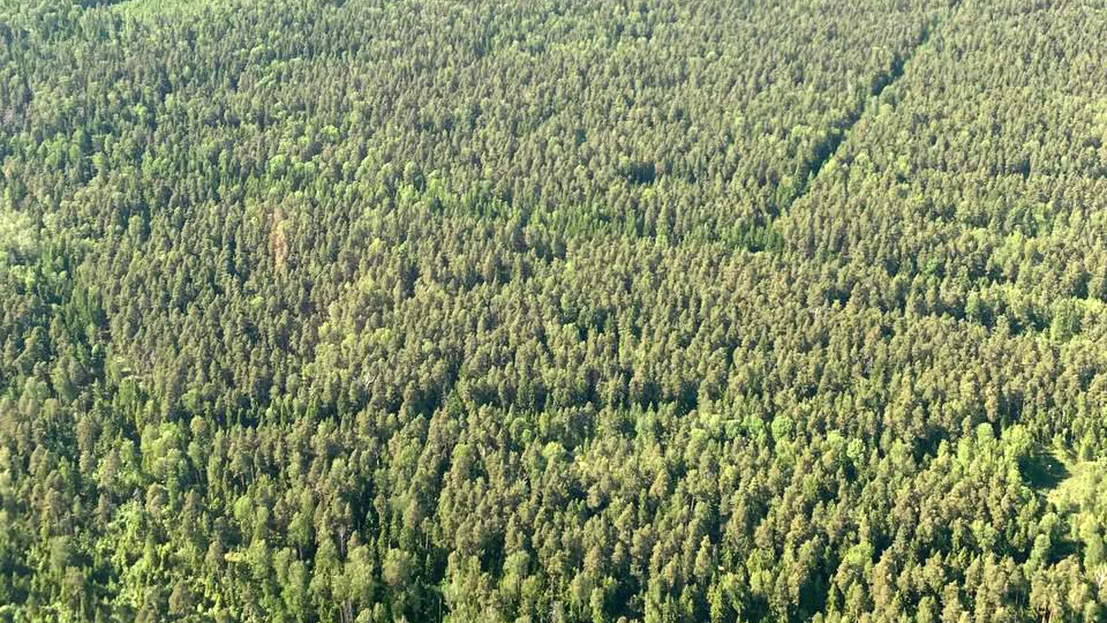 Фото: Комлесхоз МО