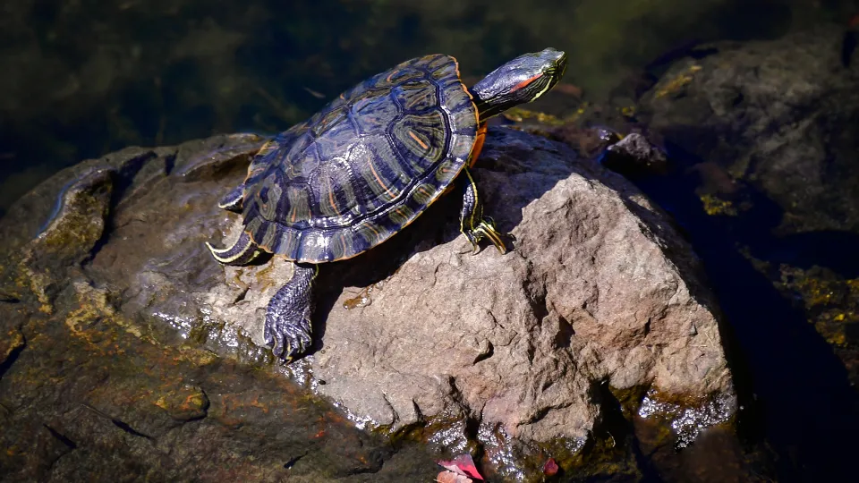 Фото: ТАСС/Юрий Смитюк