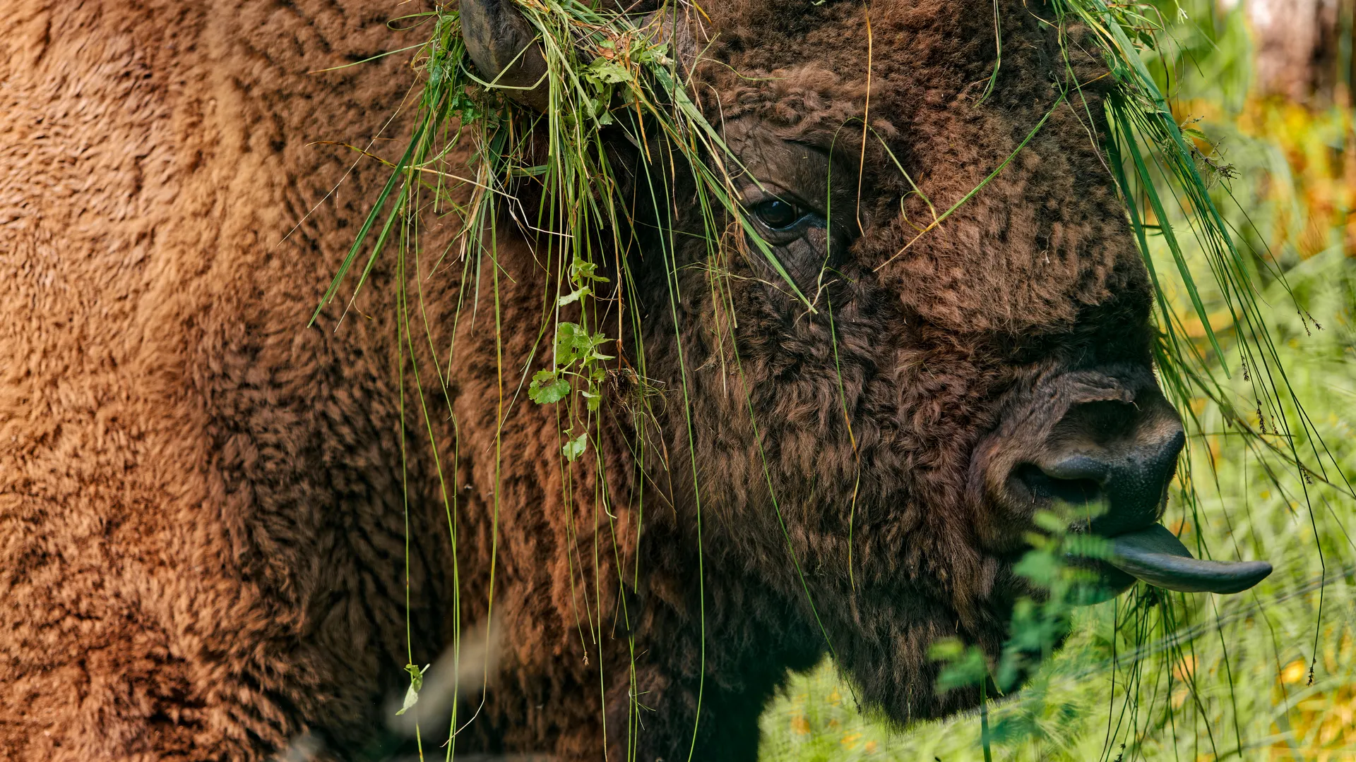Зубры в Приокско-террасном государственном заповеднике