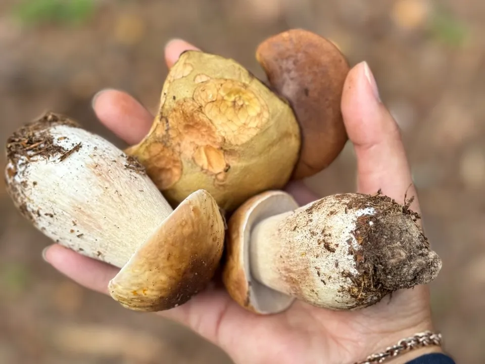 Фото: МедиаБанк Подмосковья/Татьяна Рунова