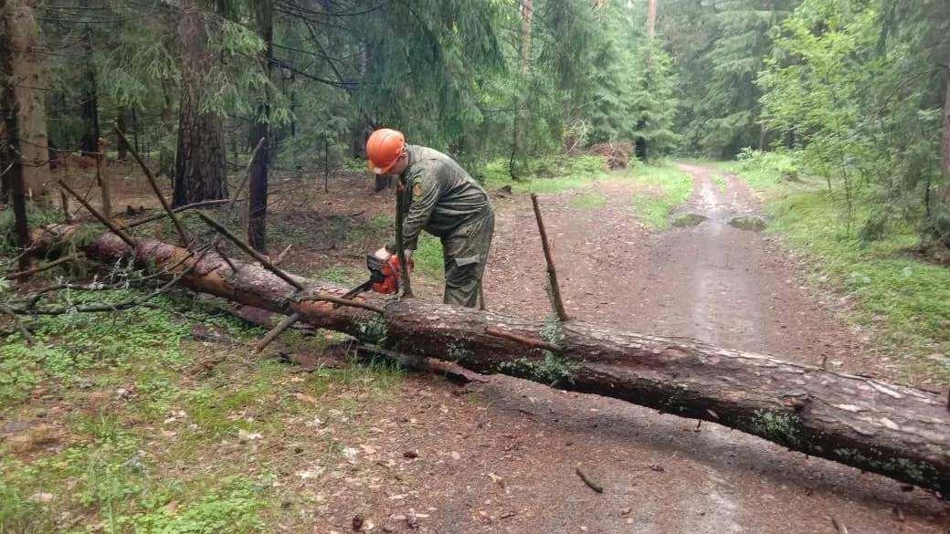 Фото: Комитет лесного хозяйства Московской области