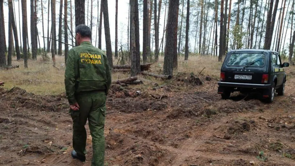 Фото: Комитет лесного хозяйства Московской области