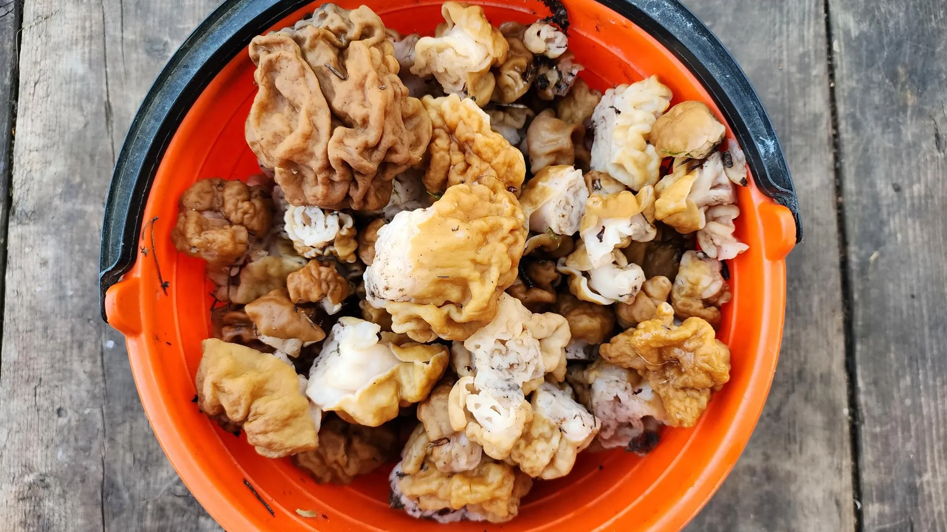 МедиаБанк Подмосковья/Ксения Пашуто