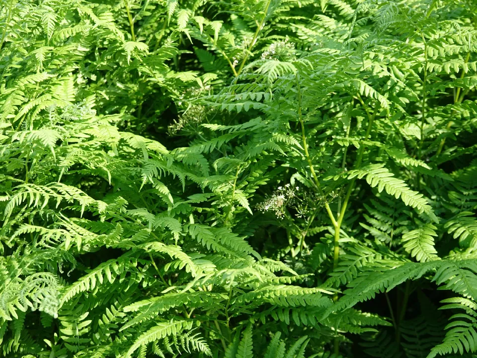 Фото: Евгения Шевнина