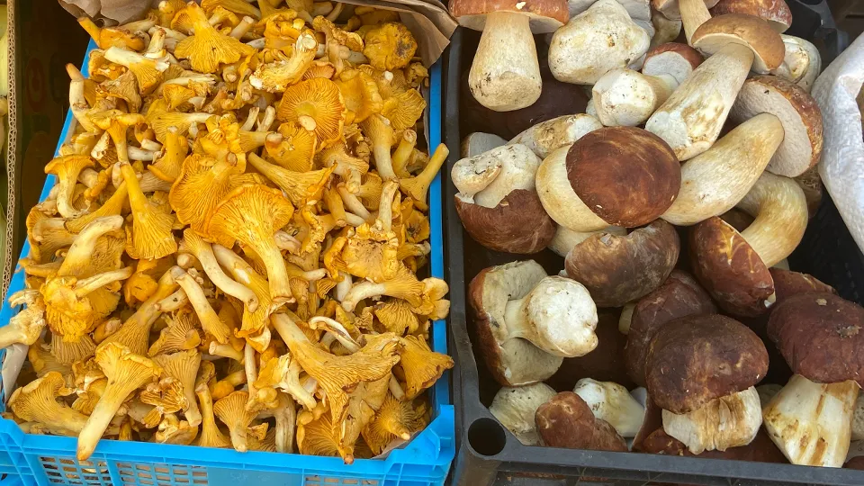 Фото: МедиаБанк Подмосковья/Светлана Борщева