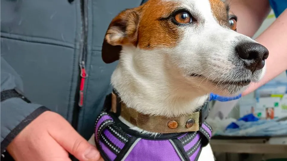 Фото: МедиаБанк Подмосковья/Рой Евгений