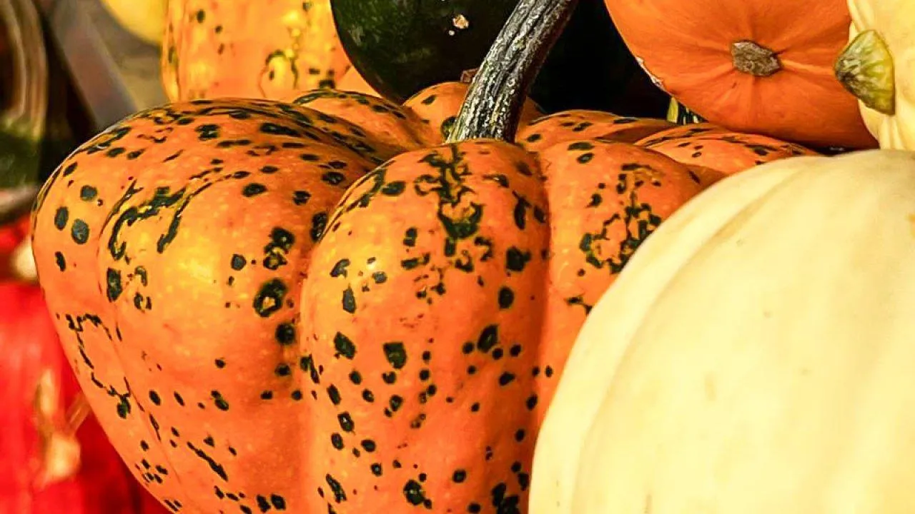 REGIONS/Максим Цыбуляк