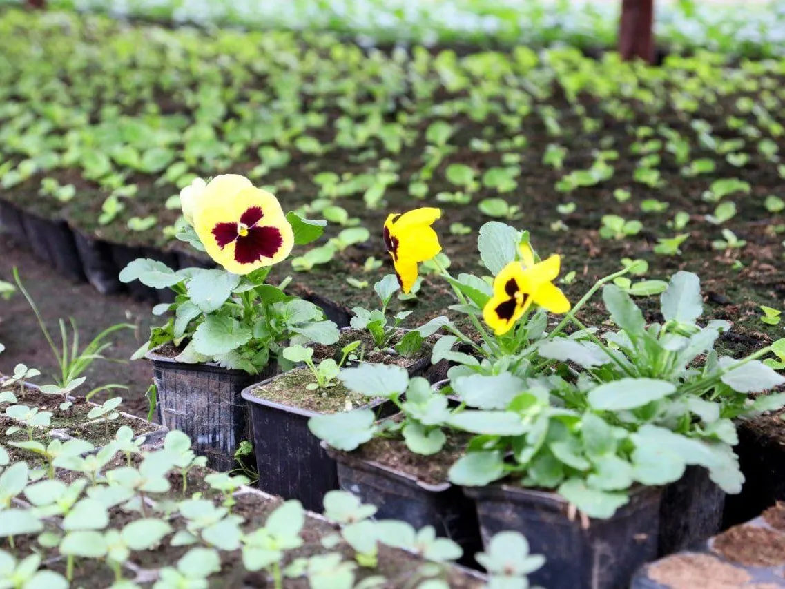 Фото: пресс-служба администрации г. о. Серпухов