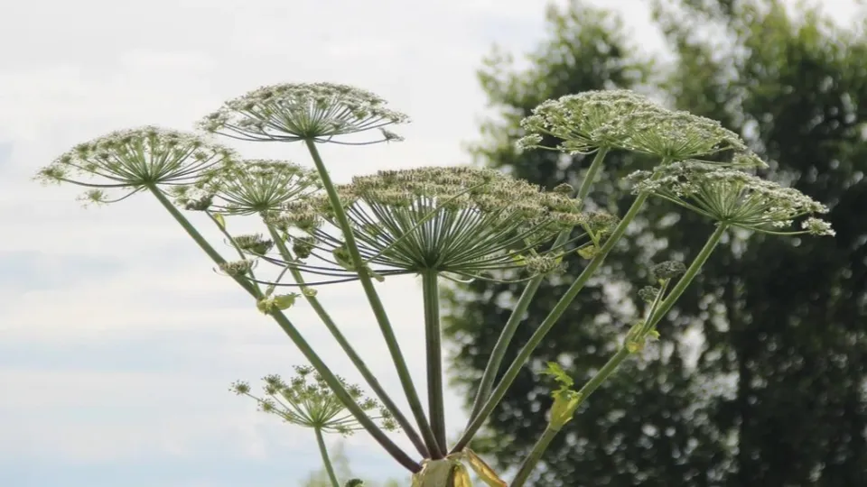 Фото: REGIONS/Василий Тремасов