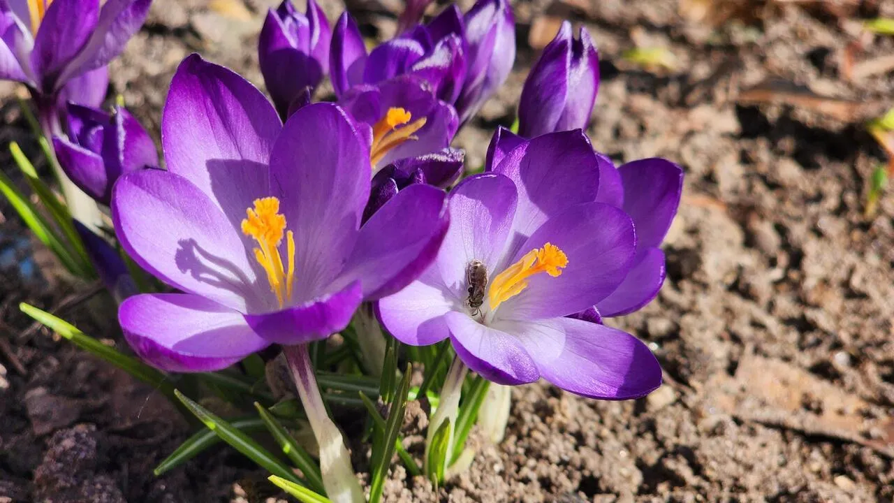 REGIONS/Валерия Тингаева