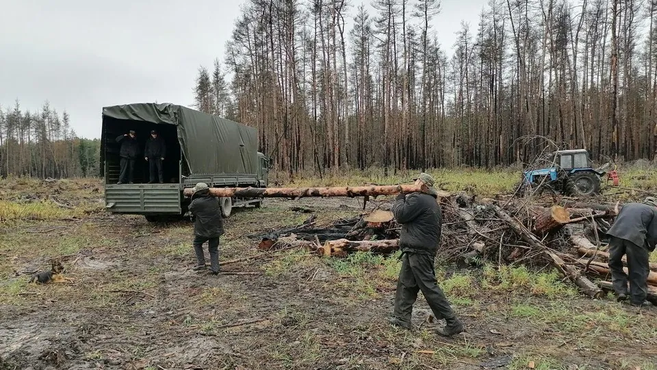 Фото: Комитет лесного хозяйства Московской области