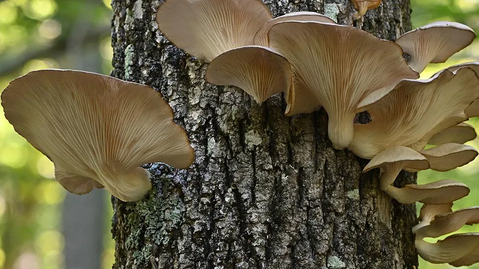 Фото: istockphoto.com/Robert Winkler