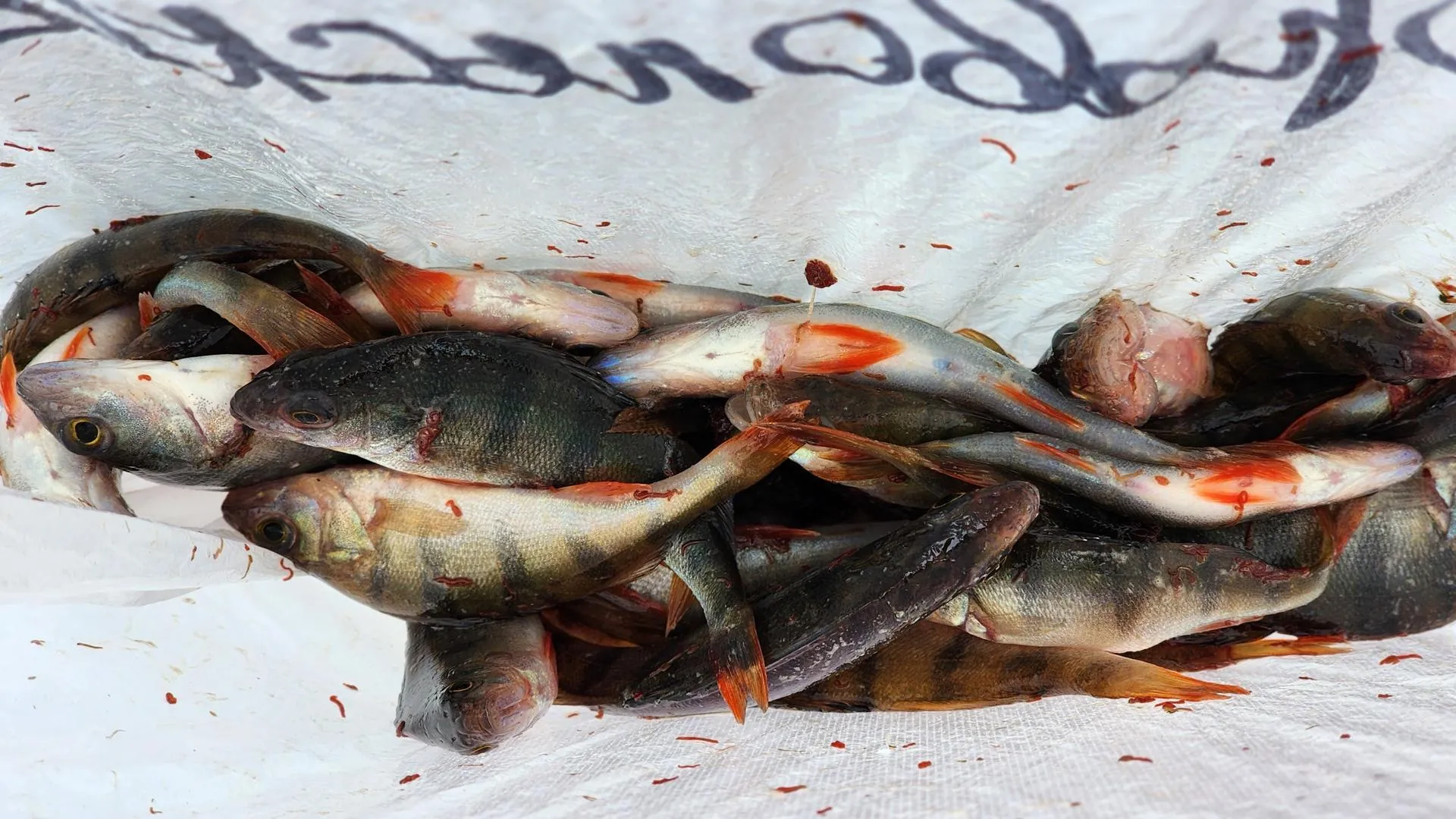 МедиаБанк Подмосковья/Екатерина Данилина