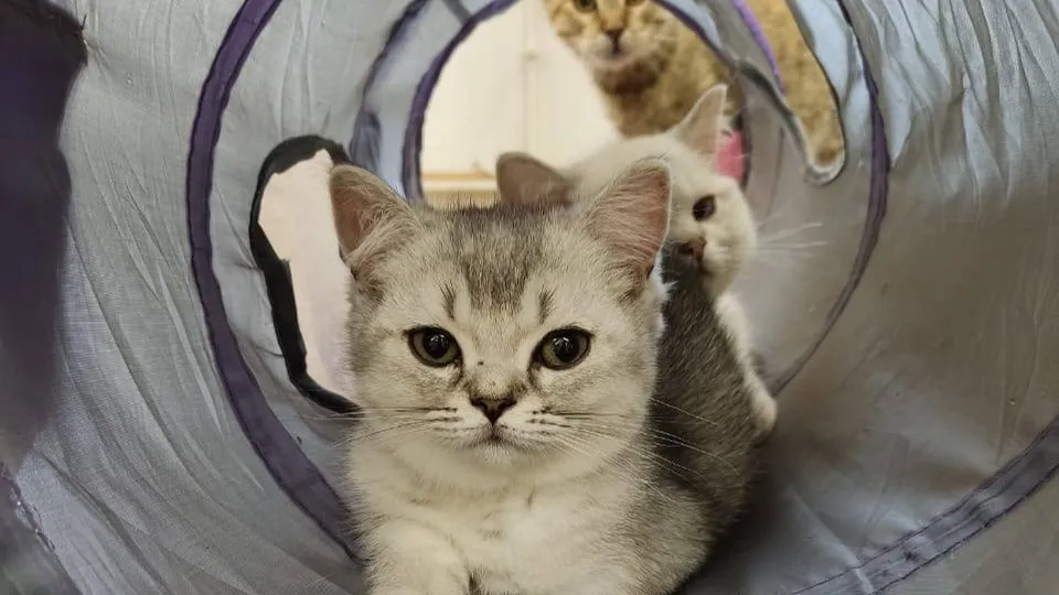 Фото: пресс-служба администрации г.о. Подольск