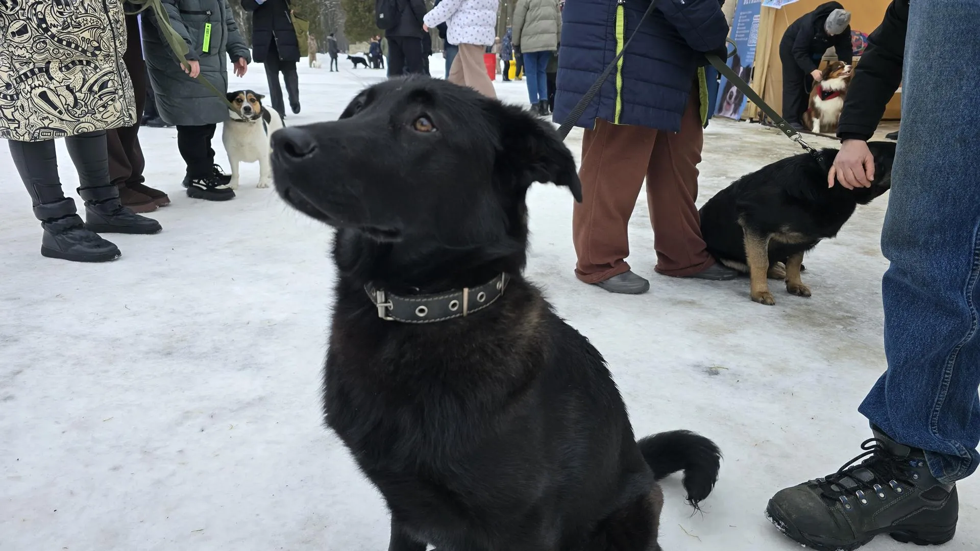 Марина Анисимова