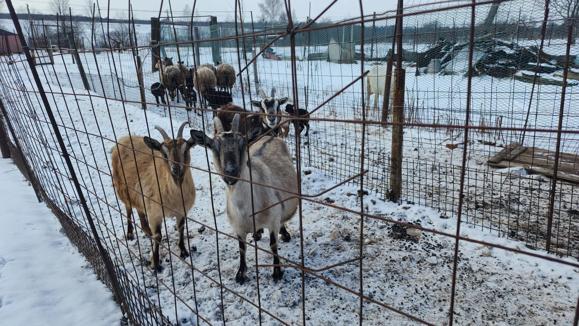 Фото: Дмитрий Беденко