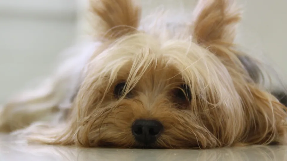 Фото: pxhere.com