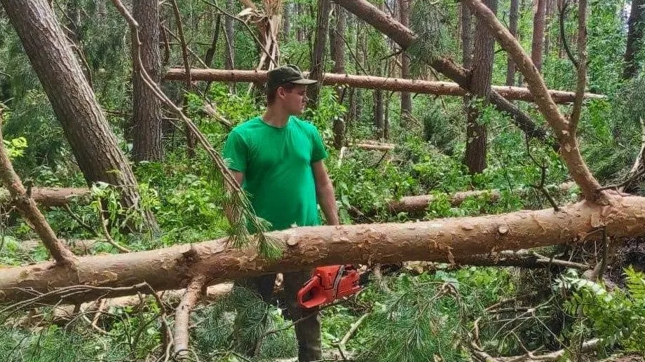 Фото: комитет лесного хозяйства Московской области