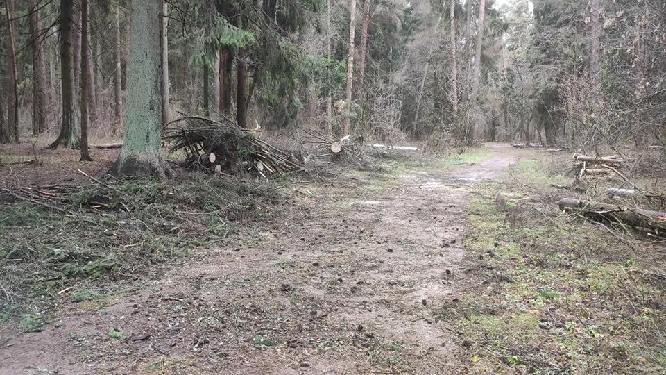 Фото: Комитет лесного хозяйства МО