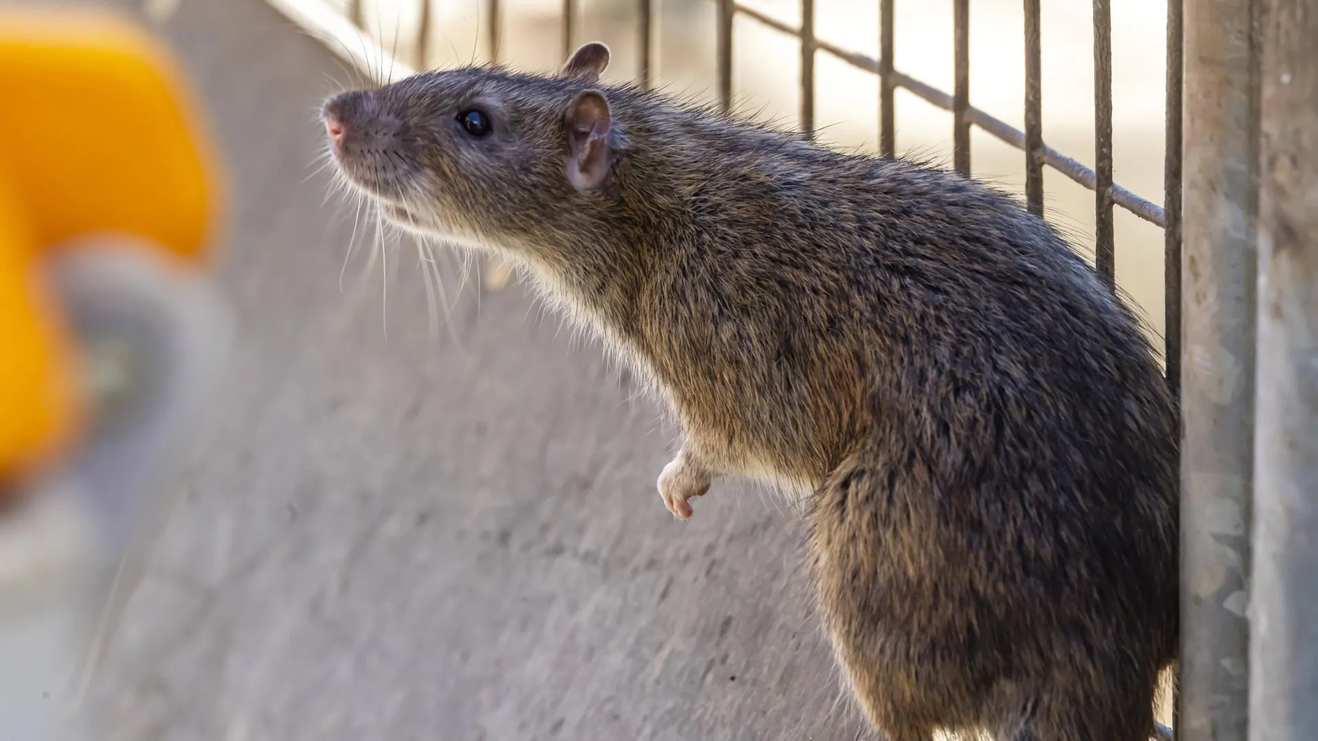 IMAGO/Arnulf Hettrich/Global Look Press