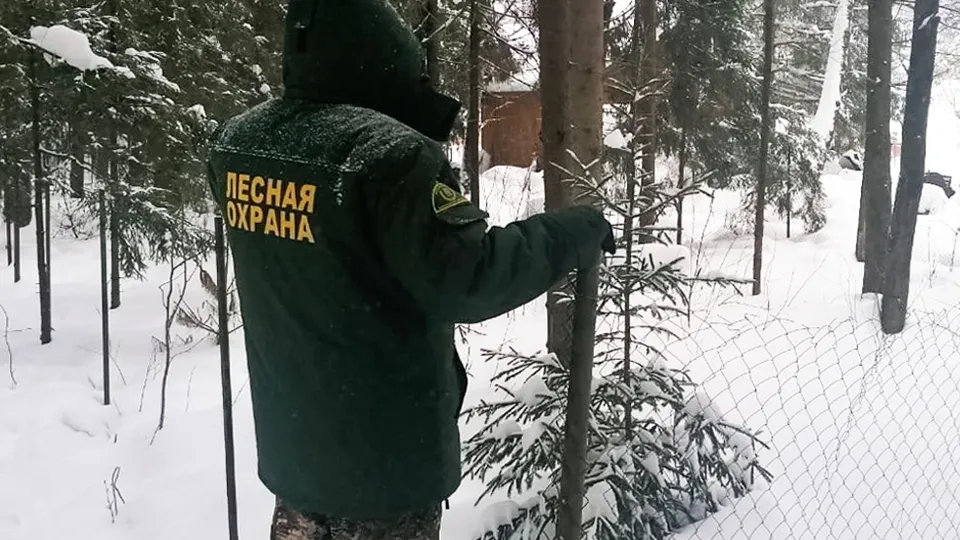 Фото: Комитет лесного хозяйства Московской области