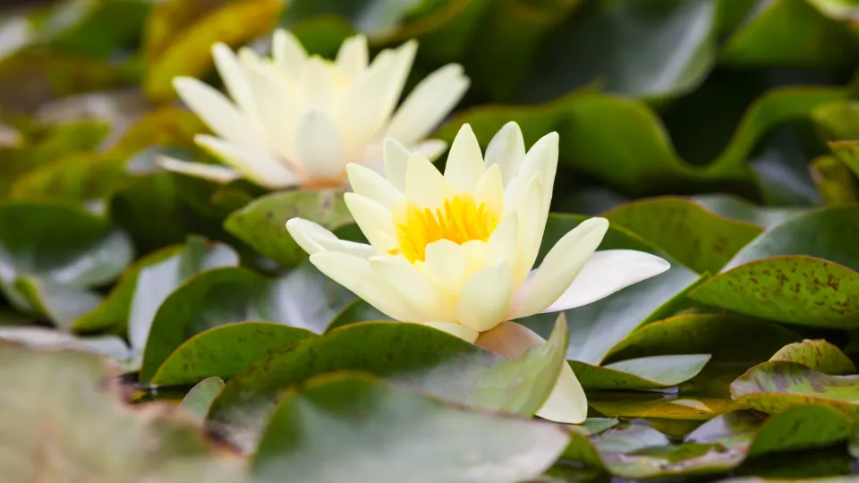 Фото: freepik.com