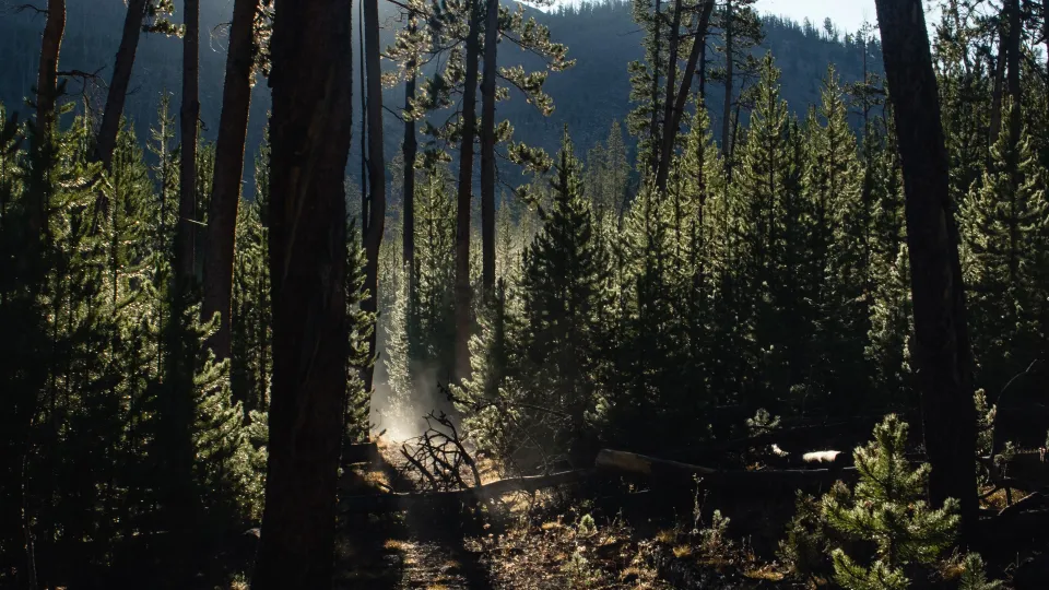 Фото: Комитет лесного хозяйства Московской области