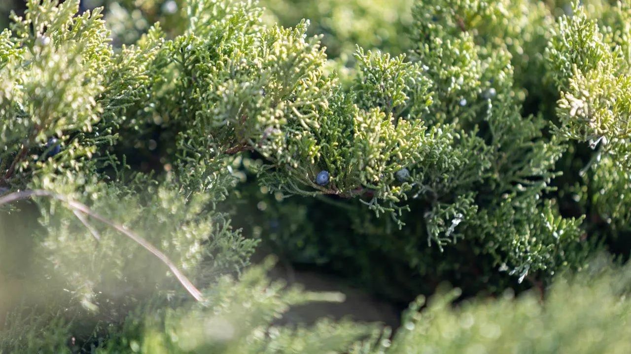 REGIONS/Роман Малышенко