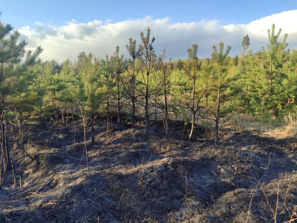 Фото: Комитет лесного хозяйства Московской области