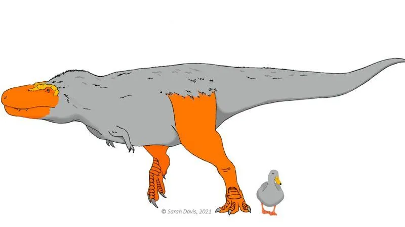 Davis et al./Evolution