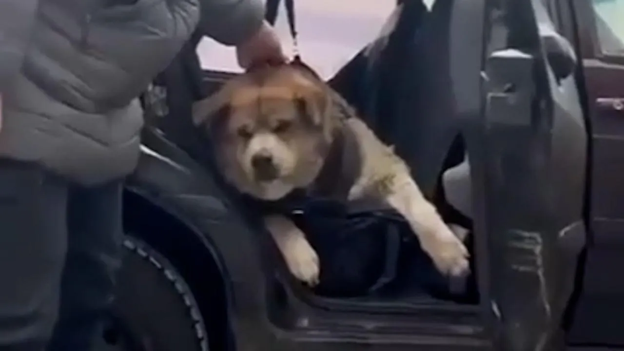 Стоп-кадр видео