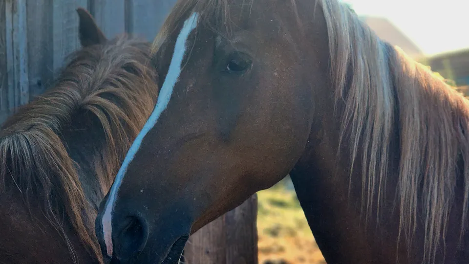 Фото: МедиаБанк Подмосковья/Полина Пахомова