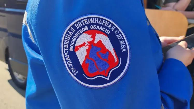 МедиаБанк Подмосковья/Ксения Пашуто