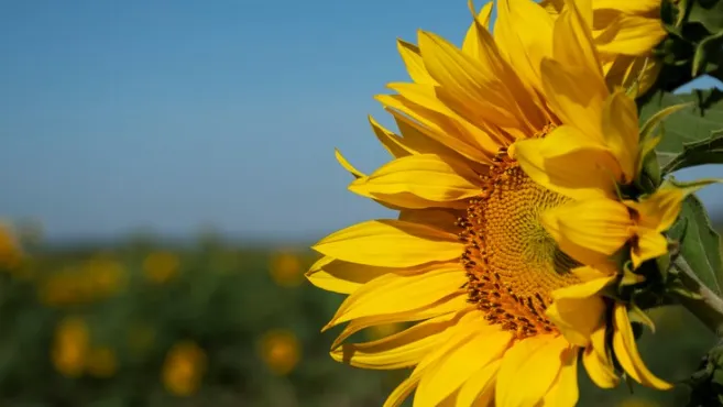 Фото: ru.freepik.com