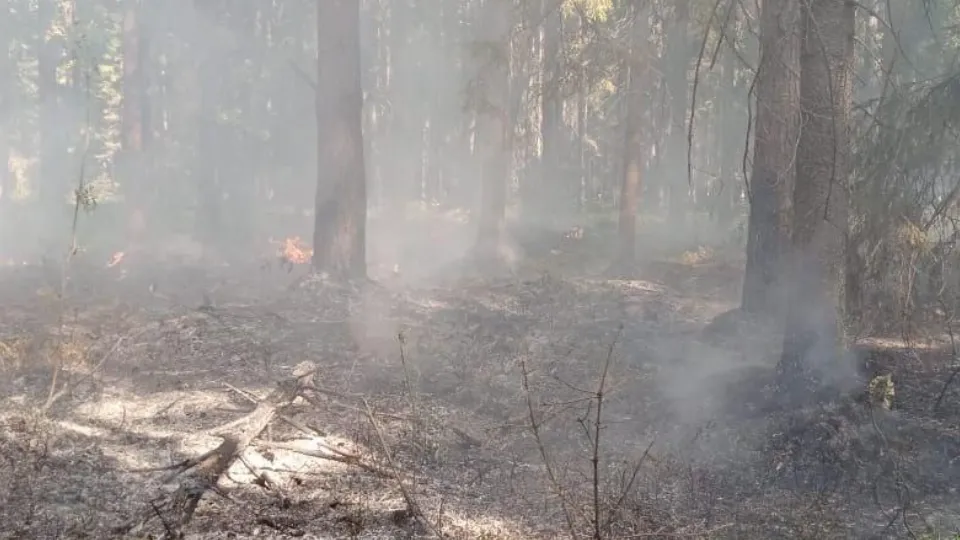 Фото: Комитет лесного хозяйства Московской области