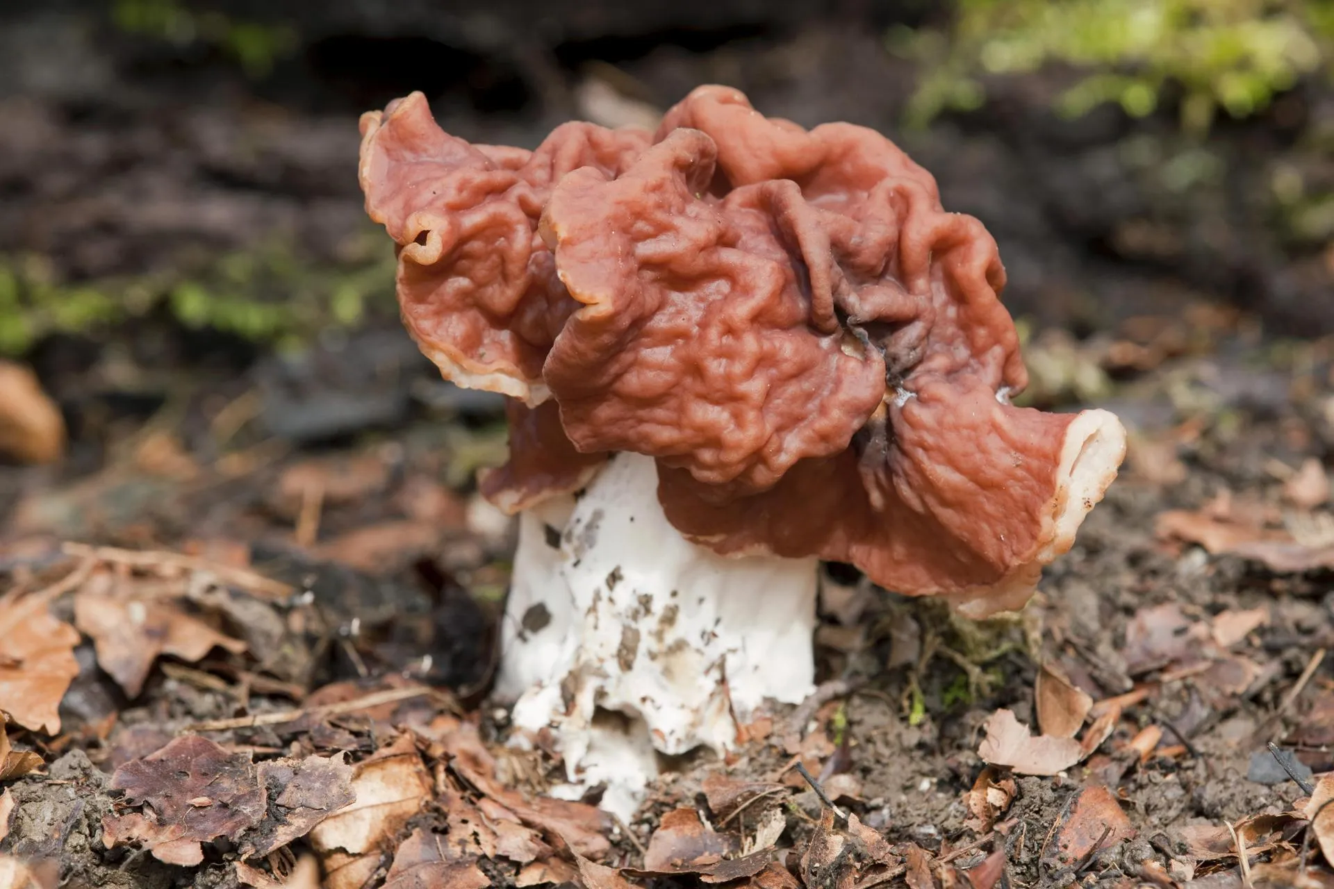 Frank Sommariva/imageBROKER.com