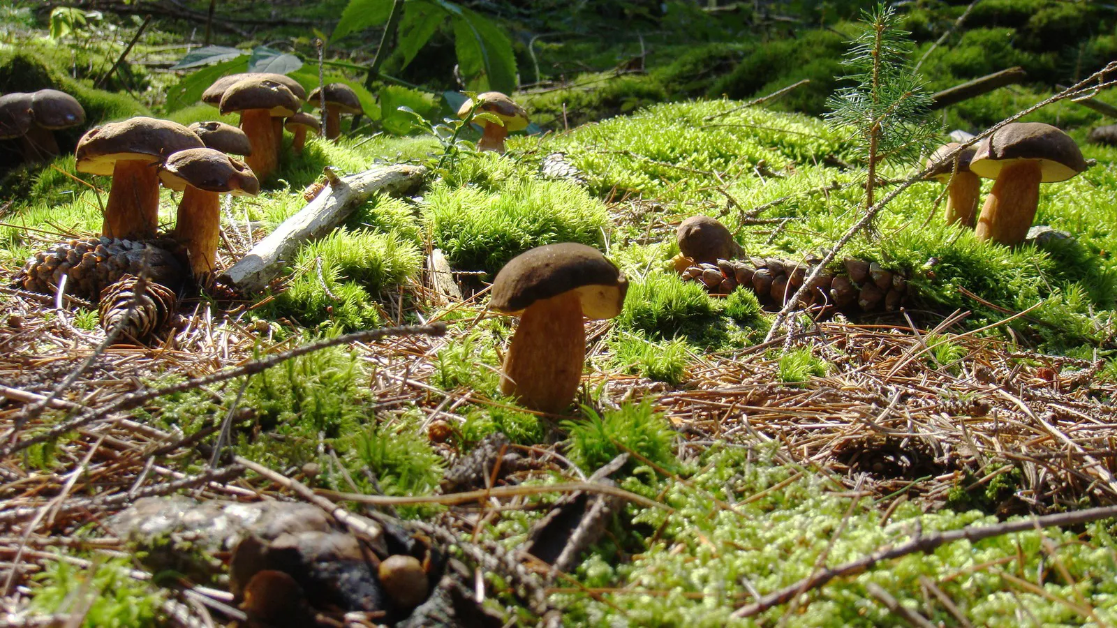 Фото: pxhere.com