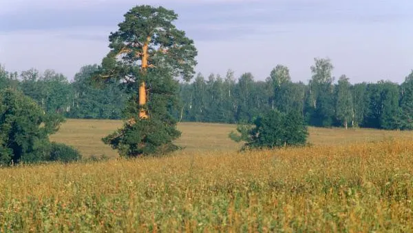 Подмосковье сохранит реликтовый лес, несмотря на ЦКАД