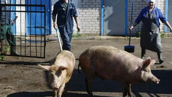 Тайцы построят в Подмосковье завод по убою свиней