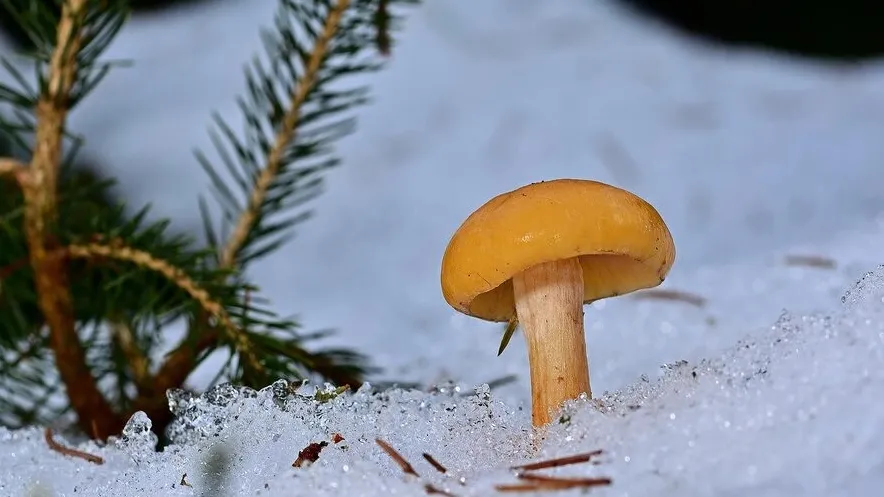 Фото: freepik.com