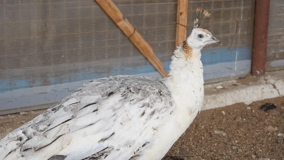 Фото: REGIONS/Алена Притула