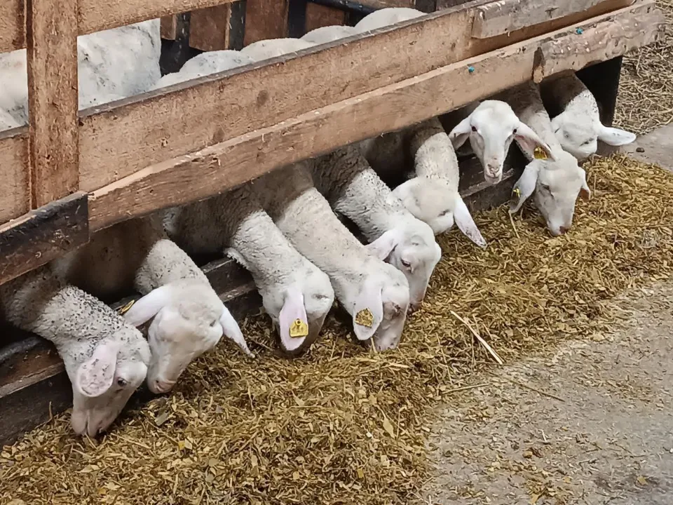 Фото: t.me/mmtehnikum