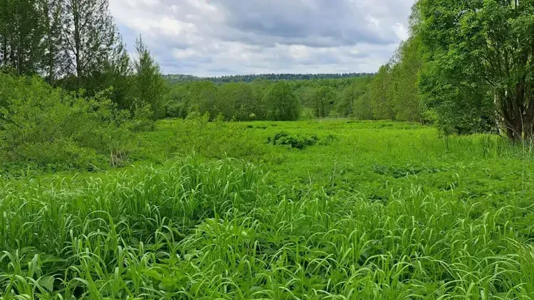 Участок на торгах в Можайском округе