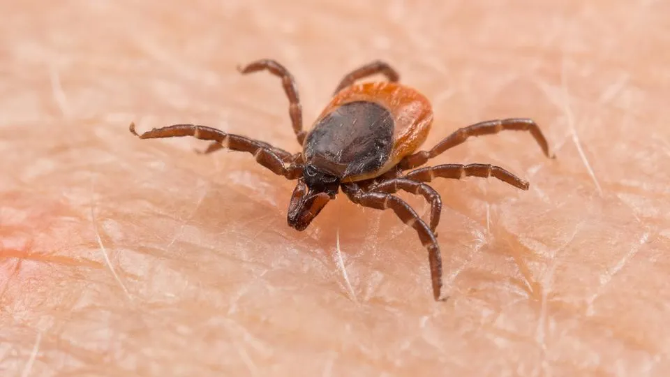 Фото: istockphoto.com/Ladislav Kubeš